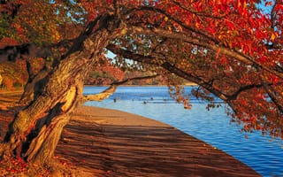 Картинка Вашингтон, дерево, осень, округ Колумбия приливного бассейна