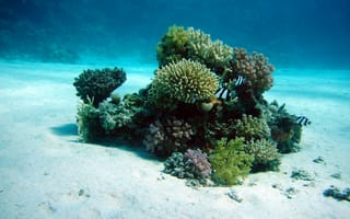 Картинка синий, беспозвоночный, подводный, морское дело, кораллы, океан, море, форма рельефа, песок, морские обитатели, риф, окружающая природа, каменистый коралл, среда обитания, биология моря, рыбы кораллового рифа, подводный мир, дайвинг, природа, вода, биология, коралловый риф