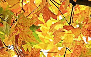 Обои наземное растение, осенние цвета, падение света, появиться, растение, цветущее растение, природа, золотая осень, поздравительная открытка, настроение, осеннее настроение, листья каштана, лист, бесплатные изображения, настоящие листья, девичье дерево, осенние листья на дереве, фоновая, осенние листья, яркий, приветствие, дерис, цвет падения, лиственный, осенние поздравления, дерево, ветвь, солнечный свет, листья, древесное растение, украшение, цвет, осенний мотив, осень, красочный, бесплатные