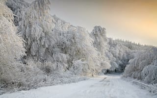 Картинка зима, снег, деревья, дорога