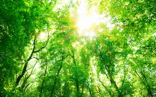 Картинка лес, зелёный, дерево, солнце, природа, лето