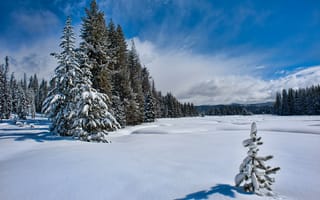 Картинка зима, деревья, сугробы, снег