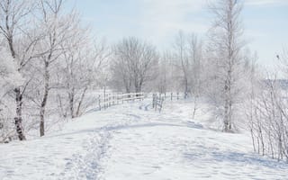 Картинка зима, тропинка, деревья, снег