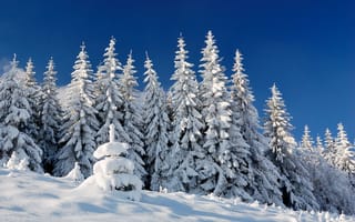 Картинка зима, снег, пейзаж, деревья