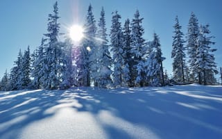 Обои зима, пейзаж, снег, деревья