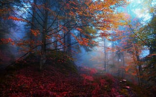 Картинка осень, туман, деревья, лес