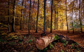 Картинка осень, лес, природа, деревья