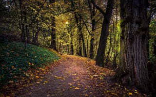 Картинка осень, дорога, деревья, лес