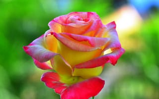 Обои розовая роза, цветы, макро, размытый, лепестки