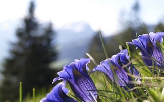 Обои горный цветок, цветущее растение, цветок, близко, настоящая альпийская горечавка, флора, альпийский цветок, природа, луг, голубой цветок, наземное растение, синий, цветы, альпийский, растение, полевой цветок, растение горечавка, трава