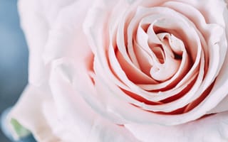 Картинка милая, розовая роза, бесплатные изображения, макро, лепестки, цветы