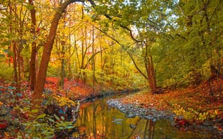 Обои осень, река, деревья, лес