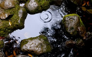 Картинка вода, капля дождя, зеленый мох, бесплатные изображения, природа, камни, картинки на телефон, пруд