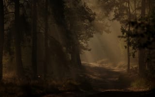 Обои утро, дерево, природа, бесплатные изображения, лесной массив, лес, компьютерные, время, вид, атмосферное явление, темнота, скриншот, туман, джунгли, тьма, осень, среда обитания, дикая местность, географическая особенность, солнечный свет, загадка, окружающая природа