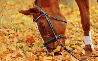 Картинка муфта, лошадь, лист, животные, reiterhof, животное, лошадь как млекопитающее, ездить, природа, осень, луг, красочный, сезон, листья, коричневый