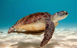 Картинка море, фауна, природа, рептилия, песок, подводный мир, морская черепаха, логгерхед, позвоночные, дикая природа, биология моря, черепаха, биология, животные