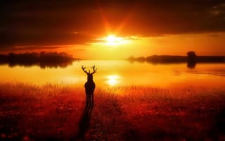 Картинка олень, животные, закат, пейзажи, природа, рендеринг, восход солнца