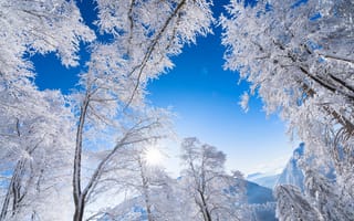 Картинка Австрия, Альпы, пейзажи, червь, ясное небо, замерзшие деревья