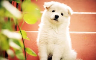 Картинка белый, сладкая, млекопитающее, американская эскимосская собака, смотреть, породная группа собак, акита-иню, симпатичный щенок, позвоночные, японский шпиц, внутренних, собака, карниворан, самоед, животное, порода собак, молодые, питомец, маленький, породы, сидя, щенок, мех, собаки, восхитительна, собакоподобное млекопитающее, друг, милая, глядя
