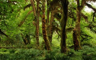 Обои тропический лес, растение, окружающая природа, лесной массив, мох, биом, ботаника, пейзаж, умеренный широколистный и смешанный лес, деревья, дикая местность, природа, дерево, древесное растение, старый лес, ветвь, роща, среда обитания, лиственный, наземное растение, умеренный хвойный лес, лес, растительность, экосистема, джунгли, зелёный