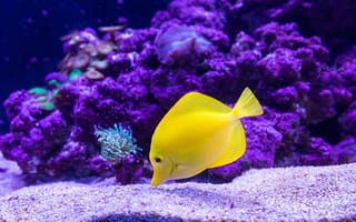 Картинка жёлтая рыба, подводный, аквариум, бесплатные изображения, подводный мир