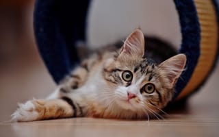 Картинка милый котенок, лежа, кошки, просмотреть