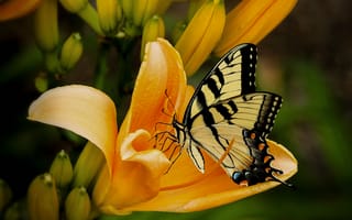 Картинка ароматный, бабочка, природа, нежный, зоология, полевой цветок, крыло, дикая природа, нектар, беспозвоночный, артемиза, бесплатные изображения, лист, монархическая бабочка, гусеница, фотографии, лепесток, papilio, цветок, флора, животное, насекомое, макросъёмка, желтый, личинки, мотыльки и бабочки, членистоногое, ласточкин хвост, растение, цветы, крупным планом, фауна, ласковый, ботаника, опылитель, весна