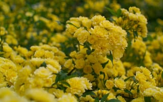Обои жёлтые цветы, сад, лепестки, близко, цветы, бесплатные изображения