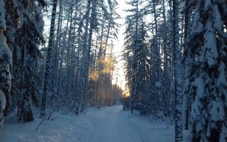 Картинка снежная дорога, зимняя дорога, природа, снег, хвойный лес, закат, дорога, вечер, темнеет, зимний лес, дорога по лесу, дорога в лесу, якутия, деревья в снегу