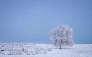 Картинка мороз, ясное небо, замороженное дерево, одинокое дерево, поле, пейзажи