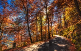 Картинка падение, настроение, бесплатные изображения, природа, осень, деревья, дорога, солнечный свет, лес, путь