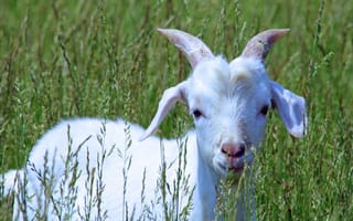 Картинка рога, трава, животные, бесплатные изображения, белый козёл