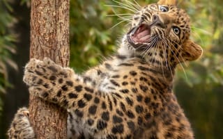 Картинка Кошка леопард