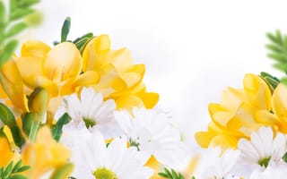 Картинка хризантемы, жёлтые цветы, цветы, близко
