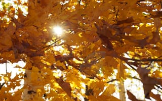 Картинка осень, солнце, клен, пейзажи, листья, жёлтый