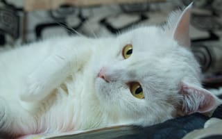 Картинка кот, белый, бесплатные изображения, животные, домашний