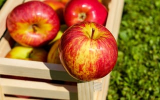 Обои яблоко, фрукты, урожай, бесплатные изображения, еда