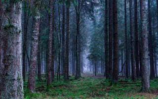 Картинка лес, трава, туман, деревья, листва, природа, бесплатные изображения