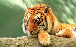 Картинка тигр, лежа, величественная, большие кошки, кошки, хищник