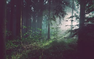 Обои лесной массив, утро, окружающая природа, бесплатные изображения, прекрасная, экосистема, джунгли, атмосферное явление, свет, скриншот, листва, среда обитания, дерево, туманный, пейзаж, солнечный свет, деревья, лист, зелёный, темнота, мужчины, лес, природа, туман