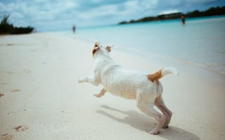 Картинка собаки, песок, собакоподобное млекопитающее, млекопитающее, снег, щенок, океан, терьер, утро, море, собака, кожа, пляж, белый