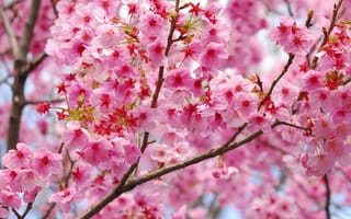 Картинка sakura, цветы, весна, Cherry Blossoms, ветка, флора, цветение