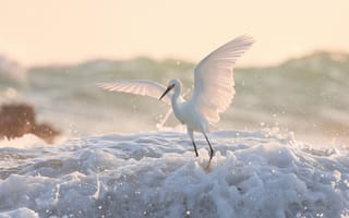 Картинка птицы, вода, крылья, эгрет, пена