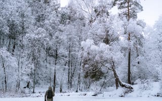 Картинка путь, деревья, заснеженный лес, мороз, природа, зима