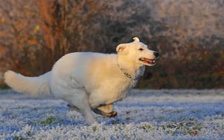 Обои собакоподобное млекопитающее, млекопитающее, собака, швейцарская овчарка, белый, породная группа собак, картинки на рабочий стол, мороз, холодный, позвоночные, зима, золотой ретривер, лабрадор-ретривер, гонки, собаки