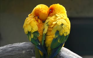 Картинка попугаи, пара, желтый, картинки на рабочий стол, тропические птицы, птицы