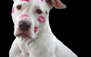 Картинка сторожевая собака, поцелуй, собака, Валентина, кроме, питбуль, любовь, собаки, терьер, День святого Валентина, белый, поцелуи, помада, собакоподобное млекопитающее