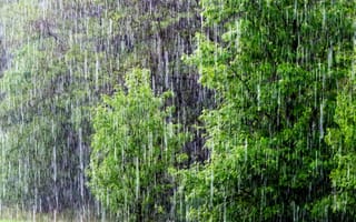 Картинка дождь, лето, зеленые листья, природа, капли дождя, дождливая погода
