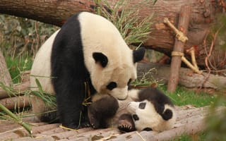 Картинка панда, семья, озорной, милая, животные