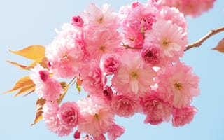 Картинка лепесток, весна, цветы, ветвь, чернослив серрулата, розовая семья, японская вишня, растение, цветущая веточка, декоративное растение, вишни, вишня, розовый, наземное растение, бутон, запах, цветок, цветущее растение, цветения, декоративная вишня, кустарник